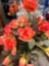 Rose Rocks, fake flowers and more