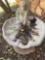 Birdbath