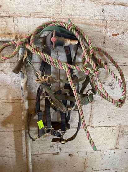 halters and lead rope