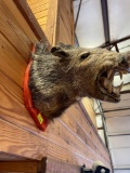 mounted boars head