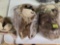 2 -12 Count Bags of New, 100 Percent Wool, Cold Weather Hats. Lions. Made in Nepal. 2 Times the