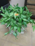 Fake Plant