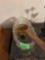 Decorative glass bowl with wooden ladle