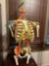 Torso Model of Skelton