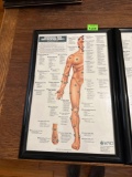 Wall hangings of the human anatomy