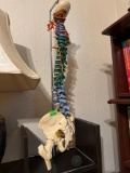 Model type of Human spine.