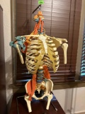 Torso Model of Skelton