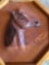 horse picture