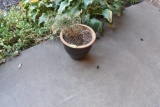 Flower pot Must bring help to load.