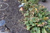 Yard decor, humming bird