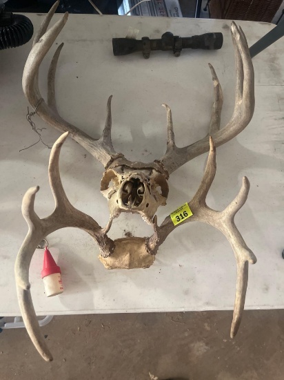 Deer mount