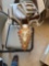 European deer skull mount