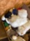 Stuffed animals