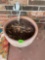 Floral planter pot