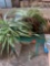 Artificial Plant and Hanger