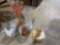Vases
