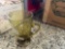 Glass Cups