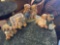 cherished teddies