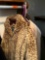 Very nice coats and jackets brand and size in photos