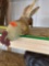 Rooster table decor Measurement in photo