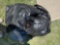 Trash bag full of pillows