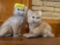 Pair of ceramic cats