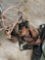 Misc lasso ropes, ratchet straps, and more