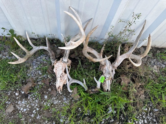 Deer skull