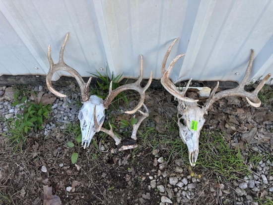 Deer skull