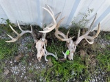 Deer skull