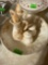 bowl, salt and pepper shaker, and pitcher