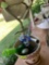 Plant pot with misc items on back porch