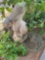 Concrete pelican decor (bring help to load) and planter on back porch