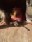 gas and oil containers