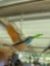 humming birds