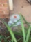 outdoor turtle