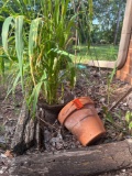 flower pots