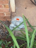 outdoor turtle