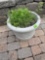 flower pot