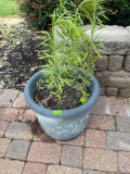 blue flower pot
