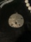 Sand dollar