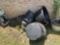 Flower pots and fish pond