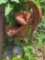 Outdoor yard decoration water faucet