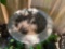 Bird bath
