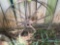 Large wagon wheel