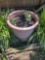 Large flower pot