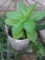 Potted plant