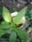 Potted plant