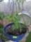 Hanging plant