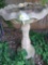 Bird bath
